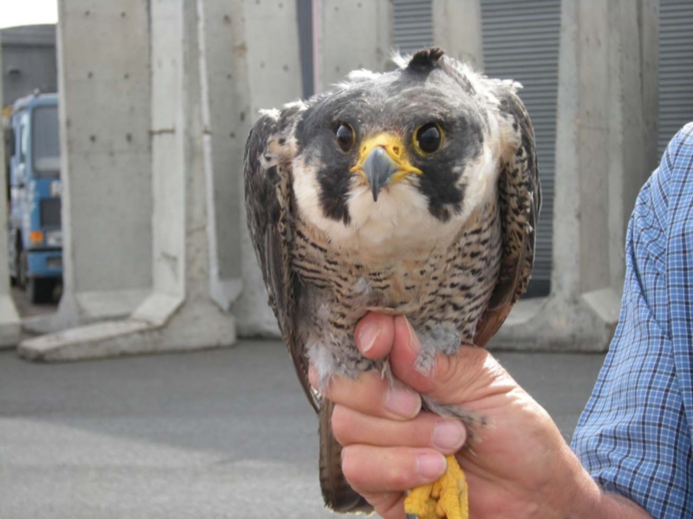 Peregrine ready for release