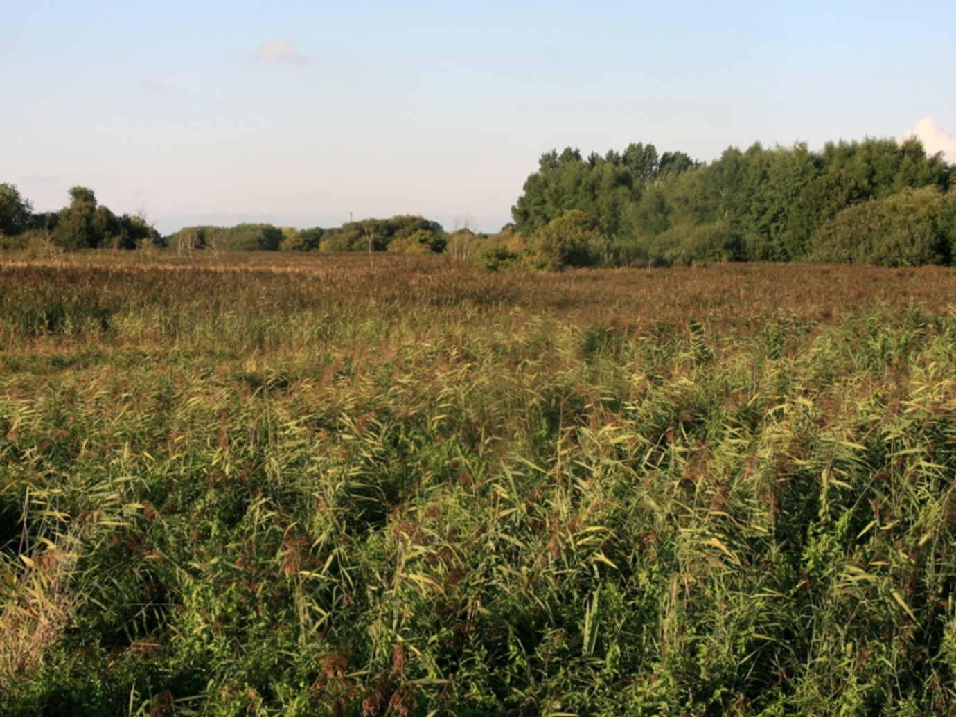 Boughton Fen