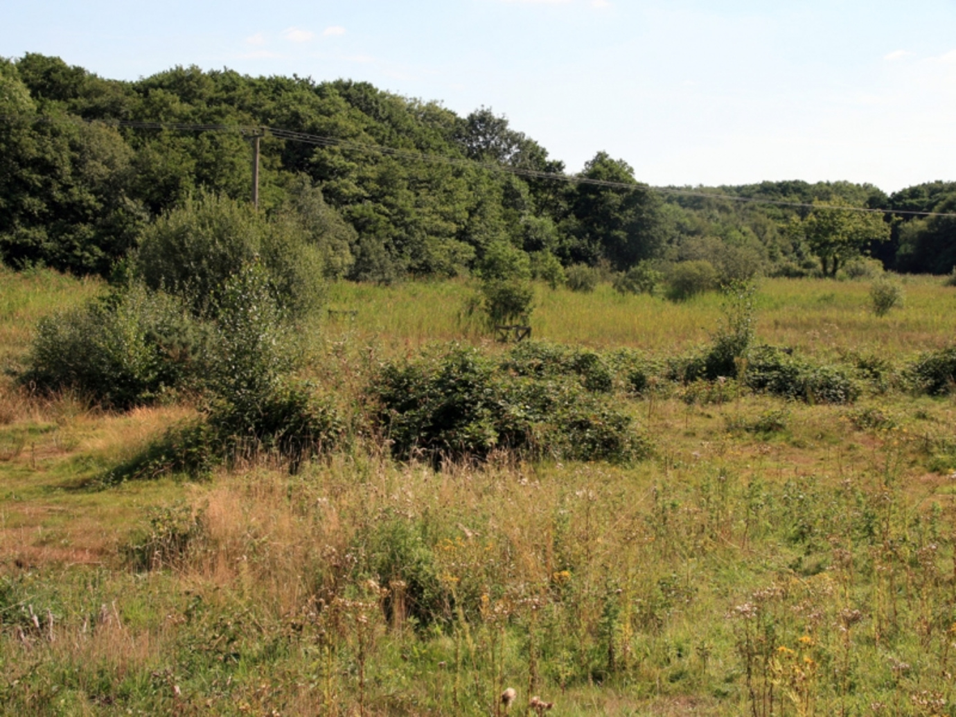 Rush Meadow & Scarning Fen