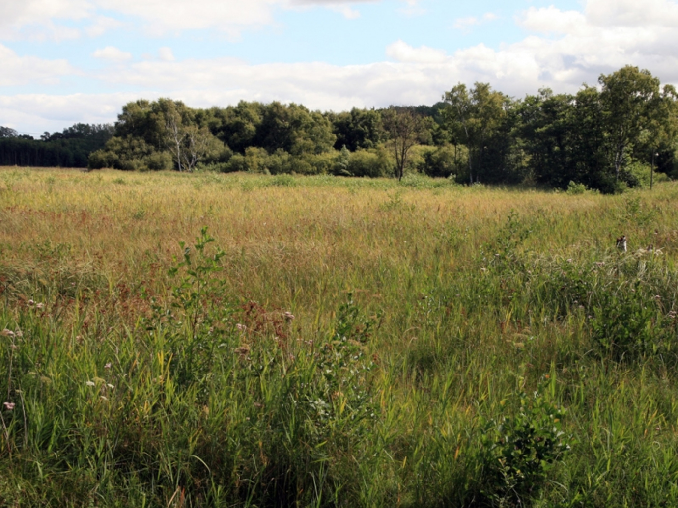 Sculthorpe Moor Community NR